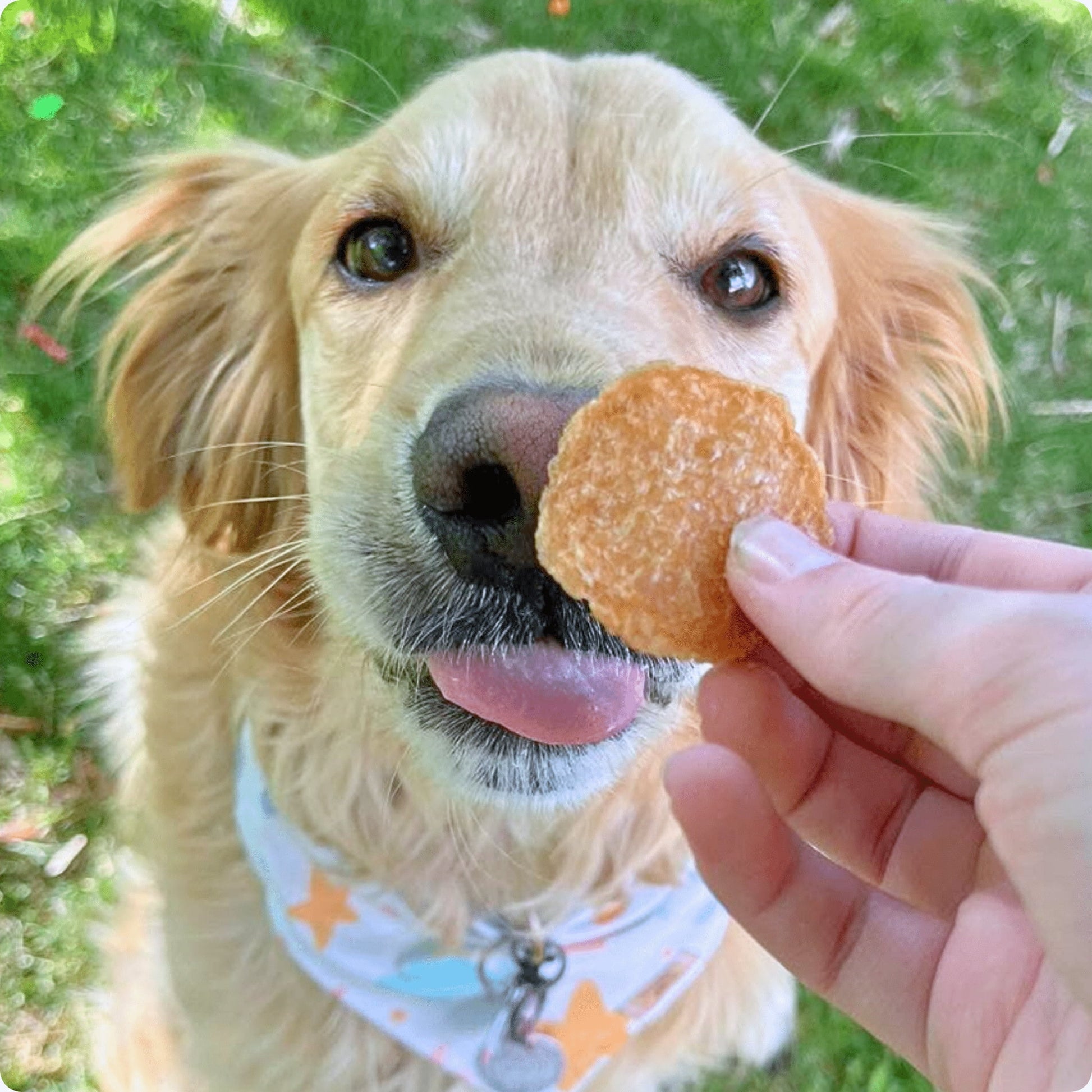 Chicken Chips Crunchy Training Treats for Dogs, 4Oz