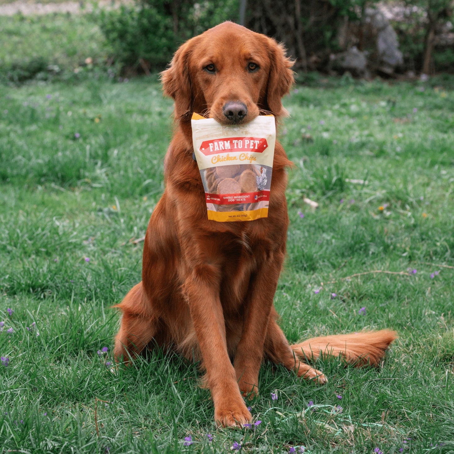 Chicken Chips Crunchy Training Treats for Dogs, 4Oz