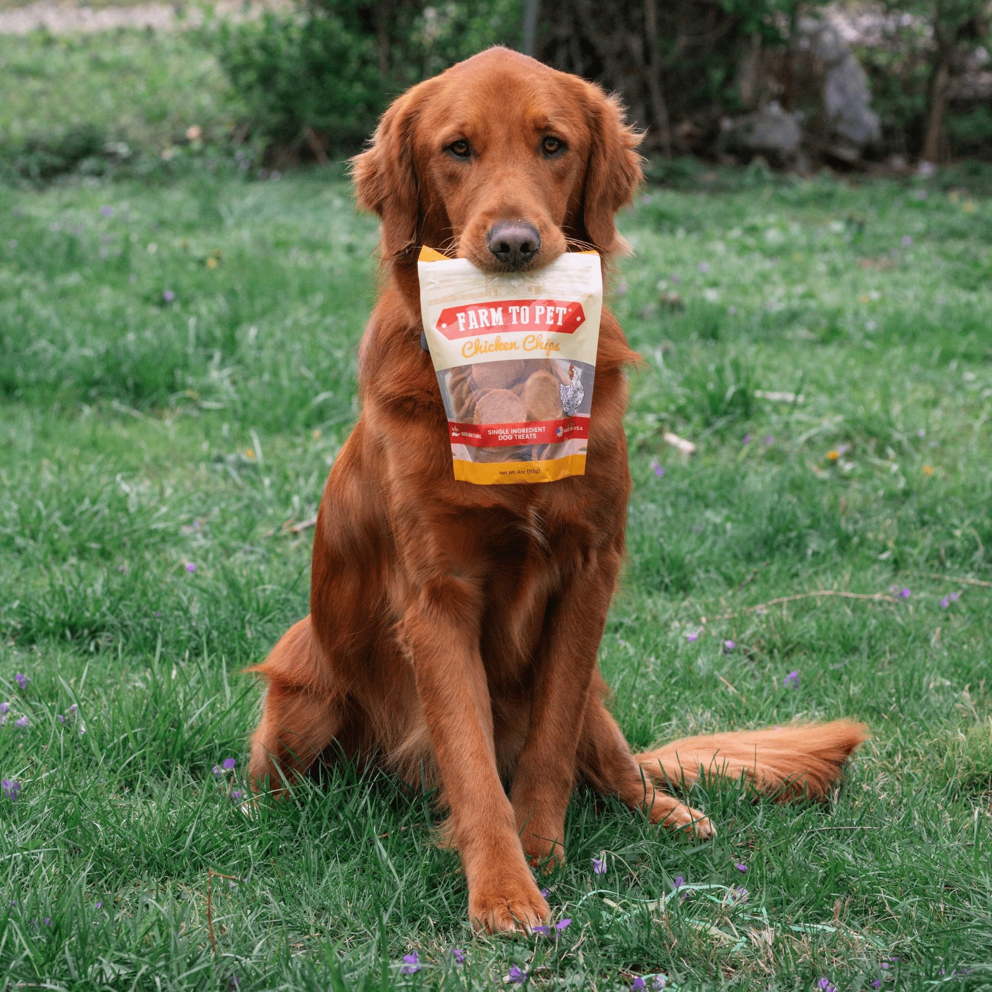 Chicken Chips Crunchy Training Treats for Dogs, 4Oz