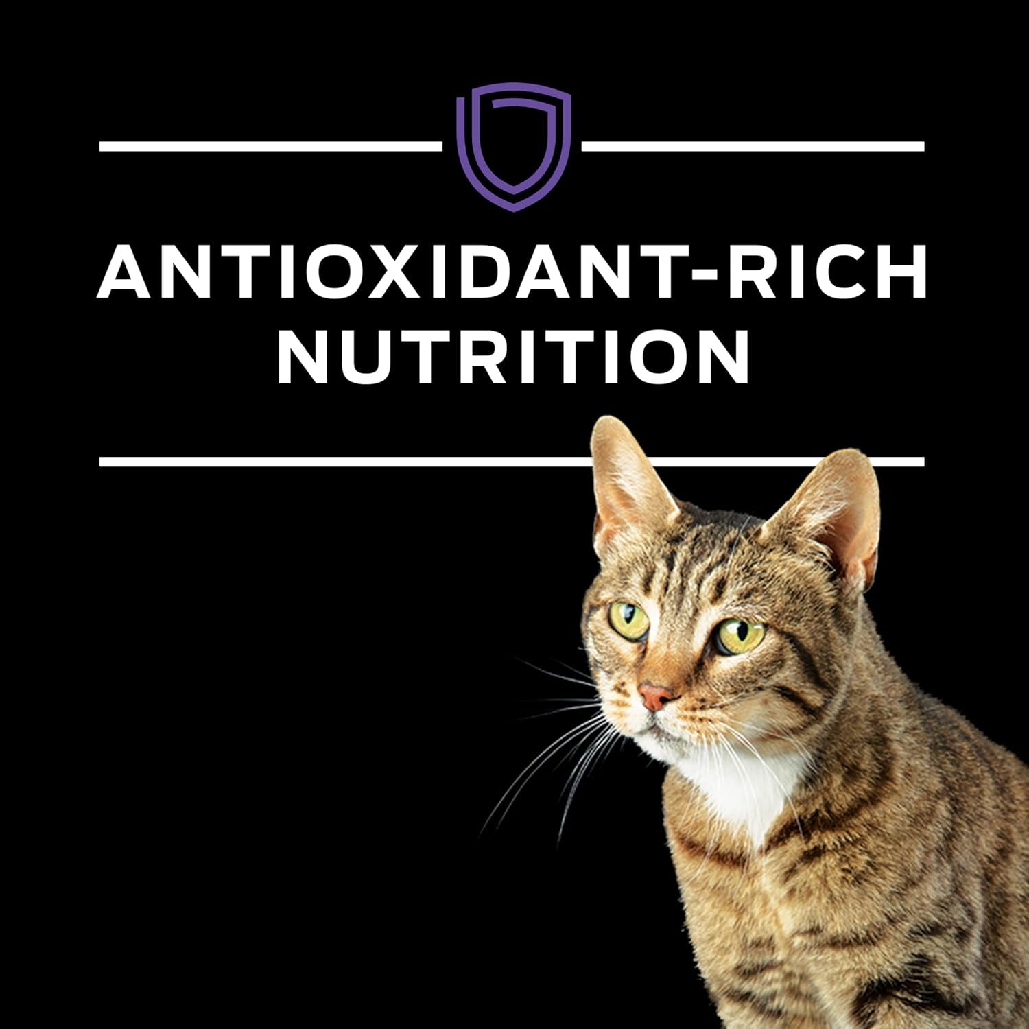 Purina DM Dietetic Management Feline Formula Dry Cat Food - 10 Lb. Bag